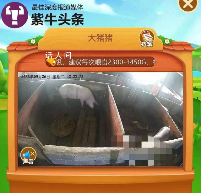 女子花8000元网上“云养”一头猪 将要屠宰时预约产生纠纷