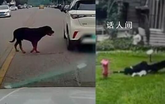 被咬女童家属请求对黑狗安乐死 家属可能还会追究小区物业的责任