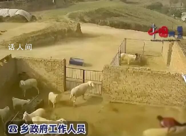 老人穿红衣进羊圈被羊顶撞身亡 涉事羊被家属屠宰