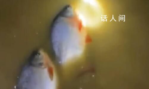 暴雨后男子发现屋内有好几条大鱼 当事人称自己住一楼鱼都抓起来送人了