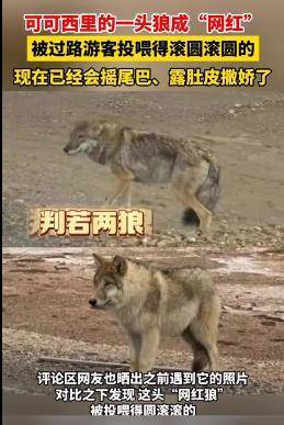 网红胖狼如今&ldquo;胖若两狼&rdquo;还&ldquo;带新人&rdquo;了示意游客喂新朋友 