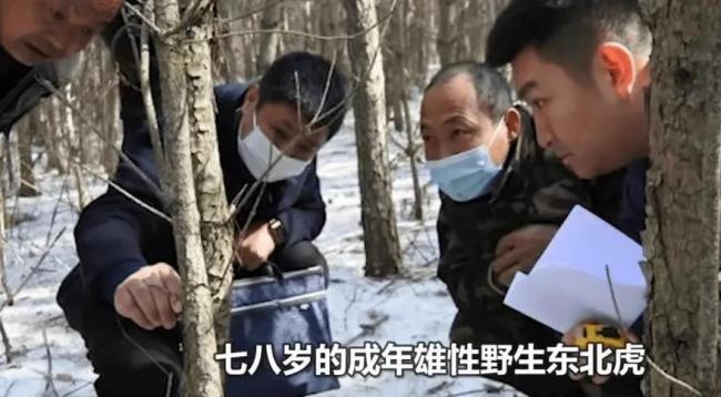 野外遇到老虎该如何自救？原地不动，还是奋力反抗？这几招可保命