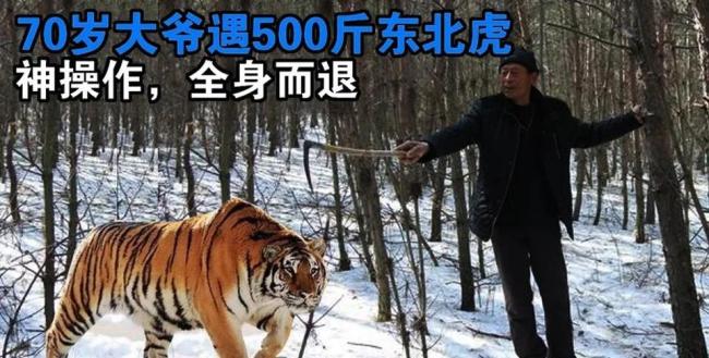 野外遇到老虎该如何自救？原地不动，还是奋力反抗？这几招可保命
