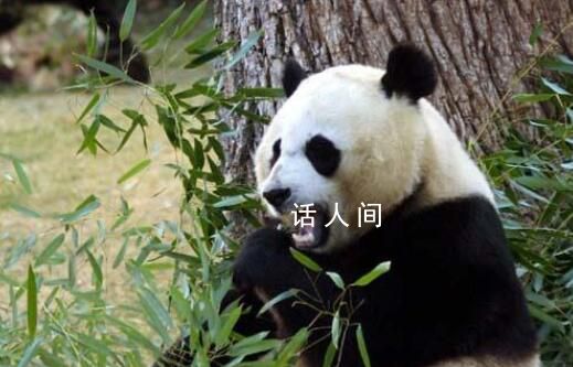 旅美大熊猫美香一家3口今日抵达成都  一起迎接奇迹到来