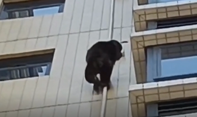 广东有猩猩爬居民楼？物业：它身手矫健，没抓住