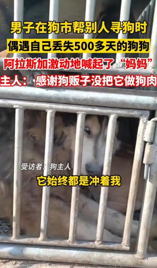 泪目！男子逛狗市遇到丢失已久爱狗 阿拉斯加激动到喊&ldquo;妈妈&rdquo;