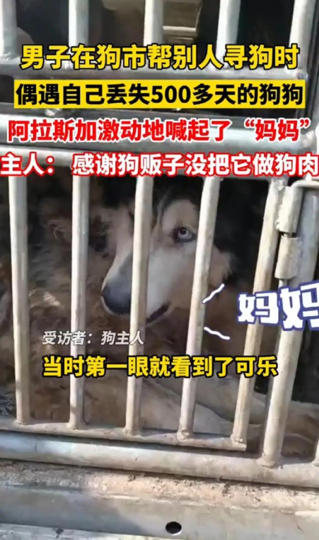 泪目！男子逛狗市遇到丢失已久爱狗 阿拉斯加激动到喊&ldquo;妈妈&rdquo;