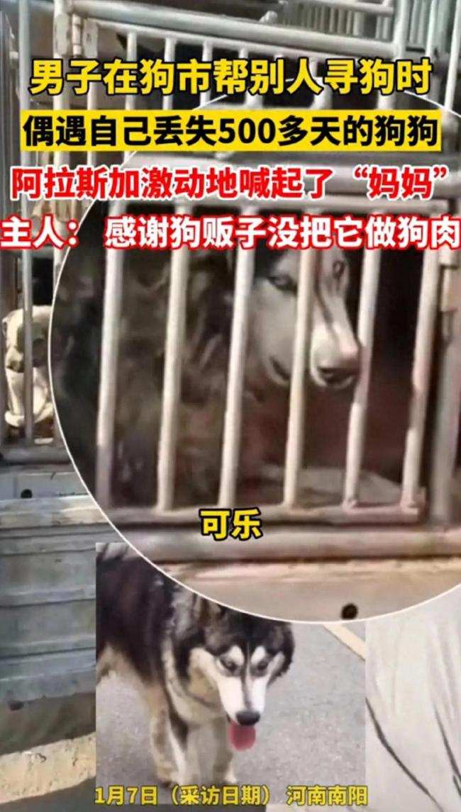 泪目！男子逛狗市遇到丢失已久爱狗 阿拉斯加激动到喊&ldquo;妈妈&rdquo;
