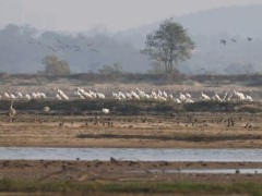 鄱阳湖越冬候鸟已超10万只 珍稀三趾滨鹬首现水域