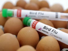 英国养殖场发现H5N1型禽流感 英格兰本季首例