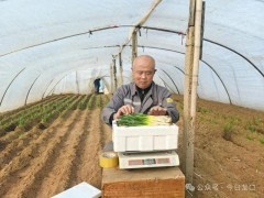 终于找到:1斤88元的韭菜长啥样 头茬韭菜抢“鲜”上市