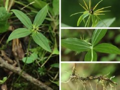 [快讯]重庆阴条岭发现多种珍稀重楼属植物 丰富生物多样性数据