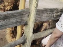 [快讯]游客脚踹卧倒骆驼 园区回应 已加强巡查提醒
