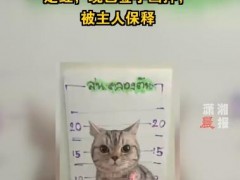 泰国猫咪袭警被捕超萌入狱照走红！！（图）