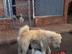 中国下司犬外网爆火 被称为中国狗王 如今正通过"查理国王"的爆红！