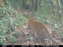 [快讯]豹猫频频亮相国家自然保护区 生物多样性新发现