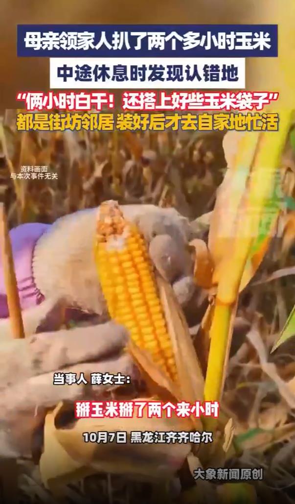 一家人掰2小时玉米后发现不是自家地