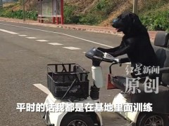 [快讯]拉布拉多开车上路?交管局回应 网红狗学车引热议