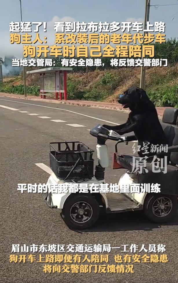 拉布拉多开车上路?交管局回应