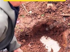 女子即将结婚 父母取出封存的女儿红!!(图)