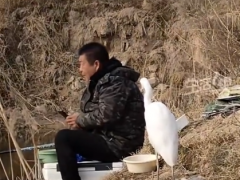 男子钓鱼偶遇“矜持”白鹭!!(图)