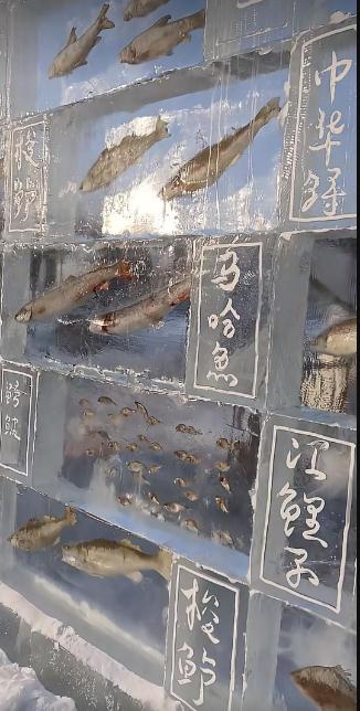 黑龙江景区现3米高“冰封鱼墙”