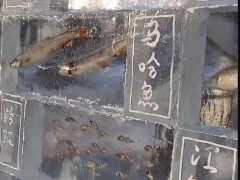黑龙江景区现3米高“冰封鱼墙” 究竟啥情况?