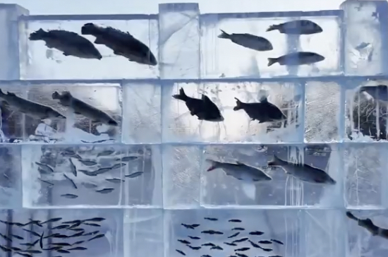 黑龙江景区现3米高“冰封鱼墙”