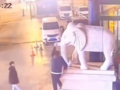 [快讯]男子拍照扳断“象牙” 总造价1万元 景区损失惨重