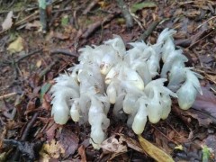 [快讯]湖南一山上发现400多株“冥界之花” 罕见植物现身杜鹃林