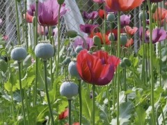 [快讯]植物园回应铁笼种罂粟：用于科普，直观展示禁毒