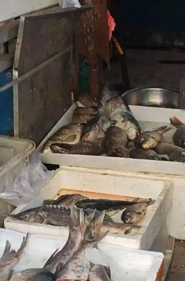 三只老鼠在鱼档吃“自助餐”