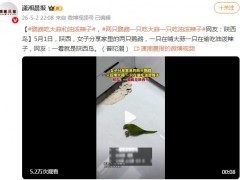 两只鹦鹉一只吃大蒜一只吃油泼辣子！！（图）
