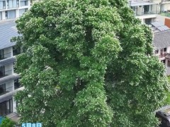 洛阳千年菩提树开花了！！（图）