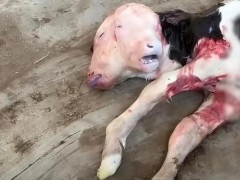 牛妈妈产下畸形双头小牛！！（图）
