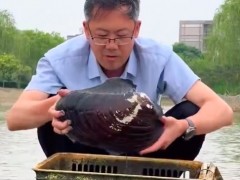 [快讯]老师带学生寻找多年前养的蚌 网友：成蚌“精”了