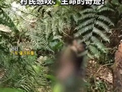 男童走失深山13天获救 当地千人搜山 警犬立功救人[快讯]
