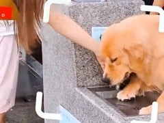 宠物狗趴在人用直饮水供水点喝水 公园回应并加强巡查[快讯]