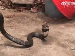 杭州两个月抓蛇近900起 蛇类活动异常频繁[快讯]