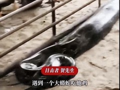 蟒蛇进养鸡场吃完“全鸡自助”大睡 吃饱喝足后被赶走[快讯]