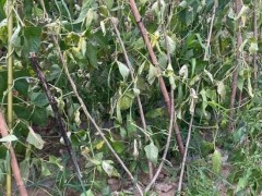 村民称用河水浇灌后菜枯萎 当地介入 污染源调查中[快讯]