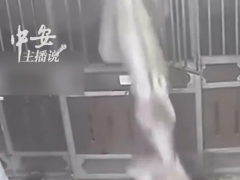 90斤拉布拉多被马当萝卜一口叼起 谁家萝卜90斤啊！[快讯]