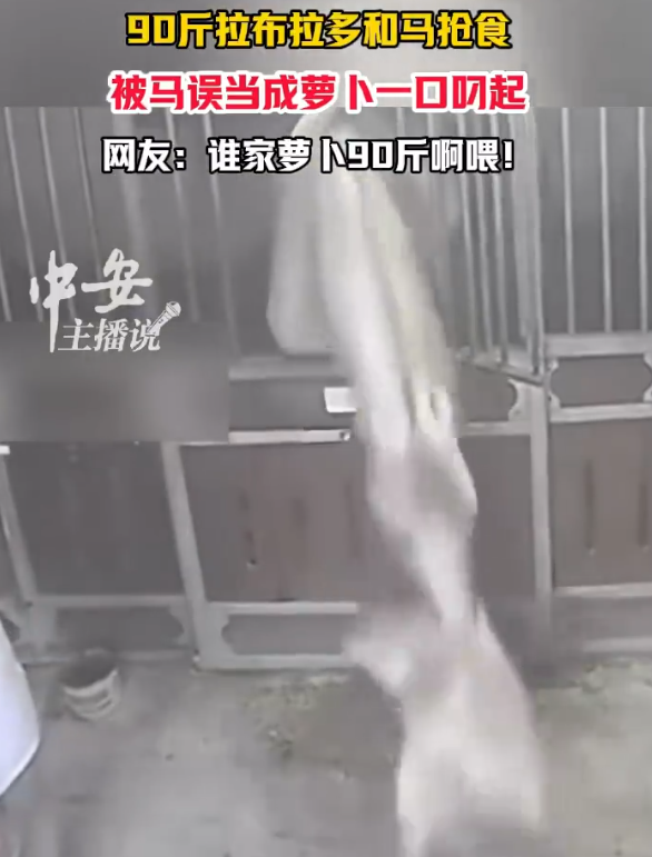90斤拉布拉多被马当萝卜一口叼起 谁家萝卜90斤啊！