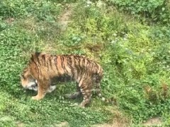 老虎“瘦成纸片”还吃草？园方回应 系自我肠胃调节本能[快讯]