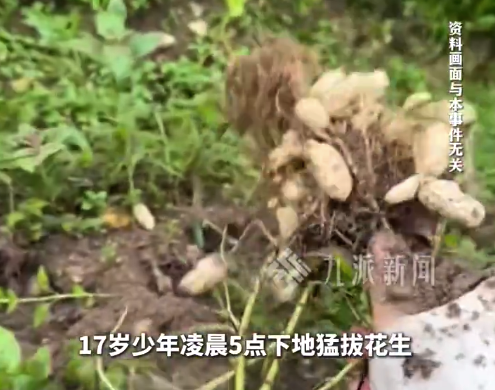 17岁少年凌晨五点拔花生薅错地被夸勤快 还要请他吃饭