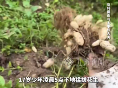 聊聊:17岁少年凌晨五点拔花生薅错地被夸勤快 还要请他吃饭