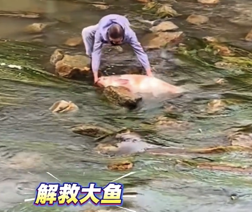 大爷下河解救搁浅大鱼 网友：我格局小了，以为大爷是去抓鱼
