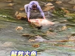 聊聊:大爷下河解救搁浅大鱼！！