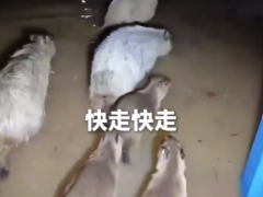 说说:洪水淹家水豚转移走太慢饲养员猛催 网友：看得我着急