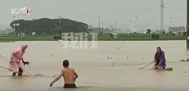 广西捕蛇者出动：两天抓了两三千条